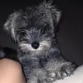 Camila r